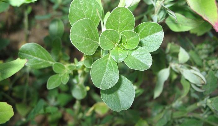 北美莧是入侵植物嗎，生物學特性、生態影響與利用價值介紹