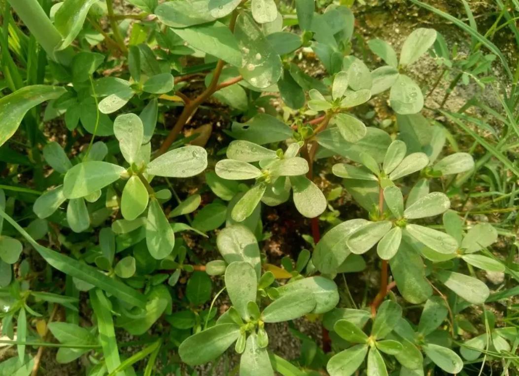 北美莧是入侵植物嗎，生物學(xué)特性、生態(tài)影響與利用價值介紹