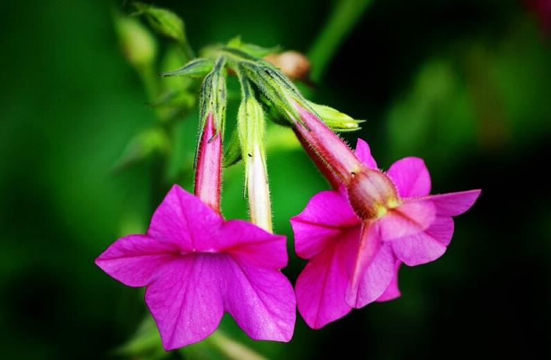 胭脂花開花季節是幾月，室內怎么養殖？