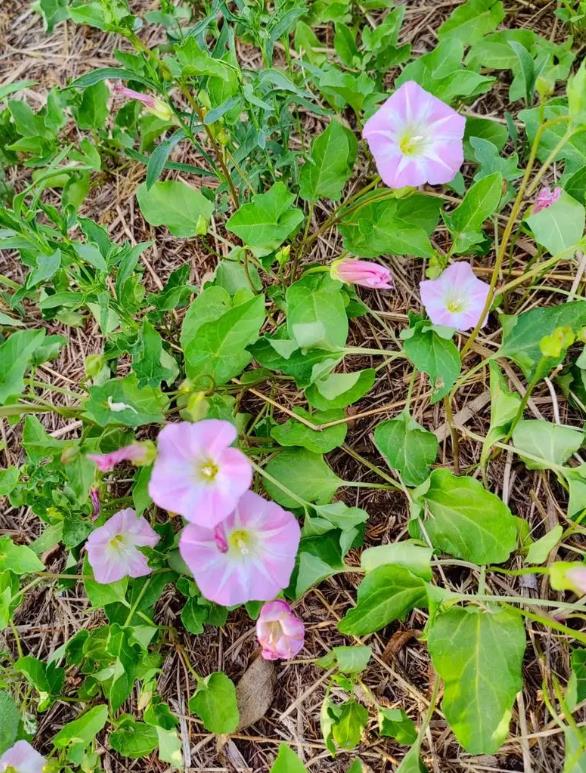 打碗花是什么花卉植物，可以養殖嗎？