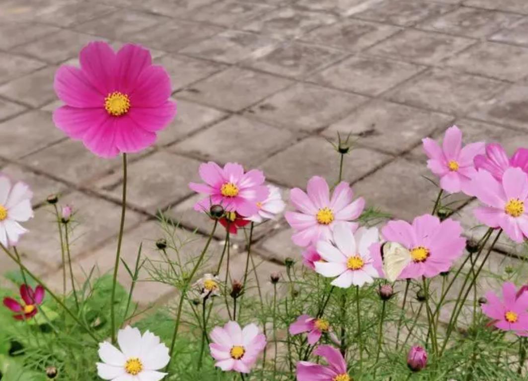 格桑花有香味嗎，陽臺種植怎么養護？