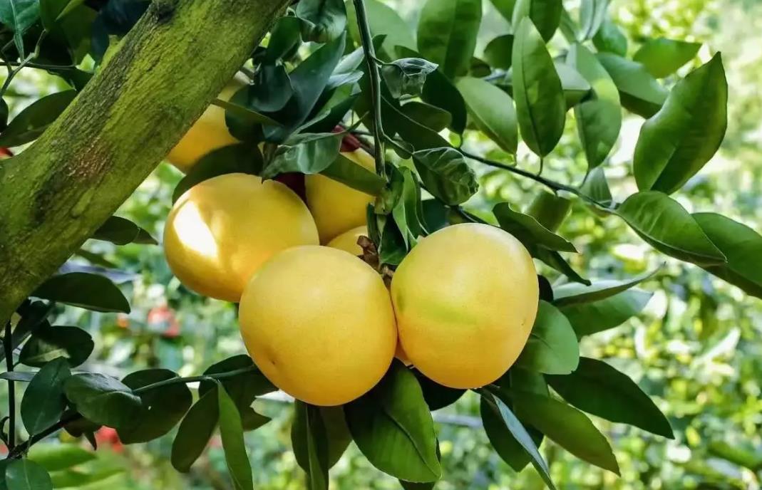 葡萄柚樹苗什么時(shí)候種植長得好