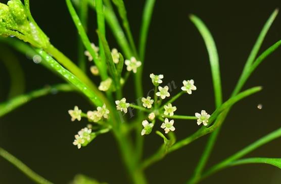 細葉旱芹是什么植物，有什么價值和危害