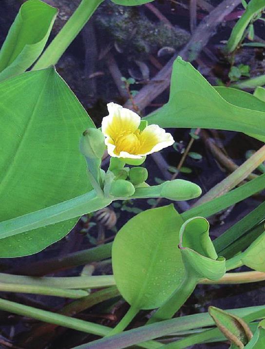 黃花藺會(huì)開(kāi)花嗎，盆栽怎么養(yǎng)護(hù)？