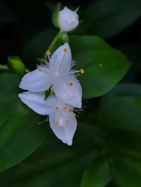 白花紫露草長什么樣子，室內(nèi)怎么養(yǎng)殖？