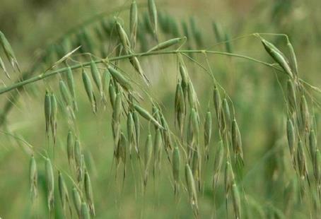 田雀麥植物解析：形態(tài)特征、生長環(huán)境與用途探索