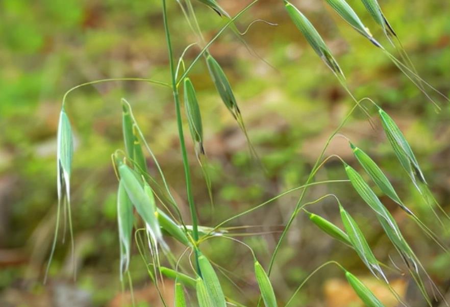 田雀麥植物解析：形態特征、生長環境與用途探索