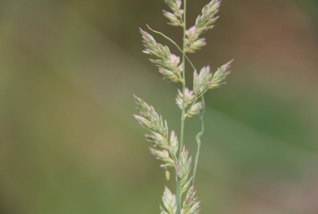 奇虉[yì]草是什么植物，有哪些價值和危害？