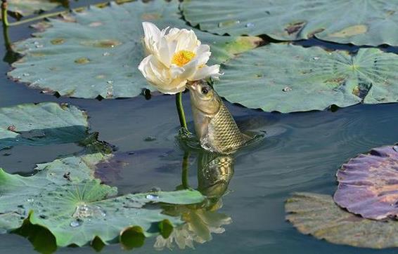 高效生態(tài)農(nóng)業(yè)實踐：藕池套養(yǎng)魚技術(shù)與效益分析