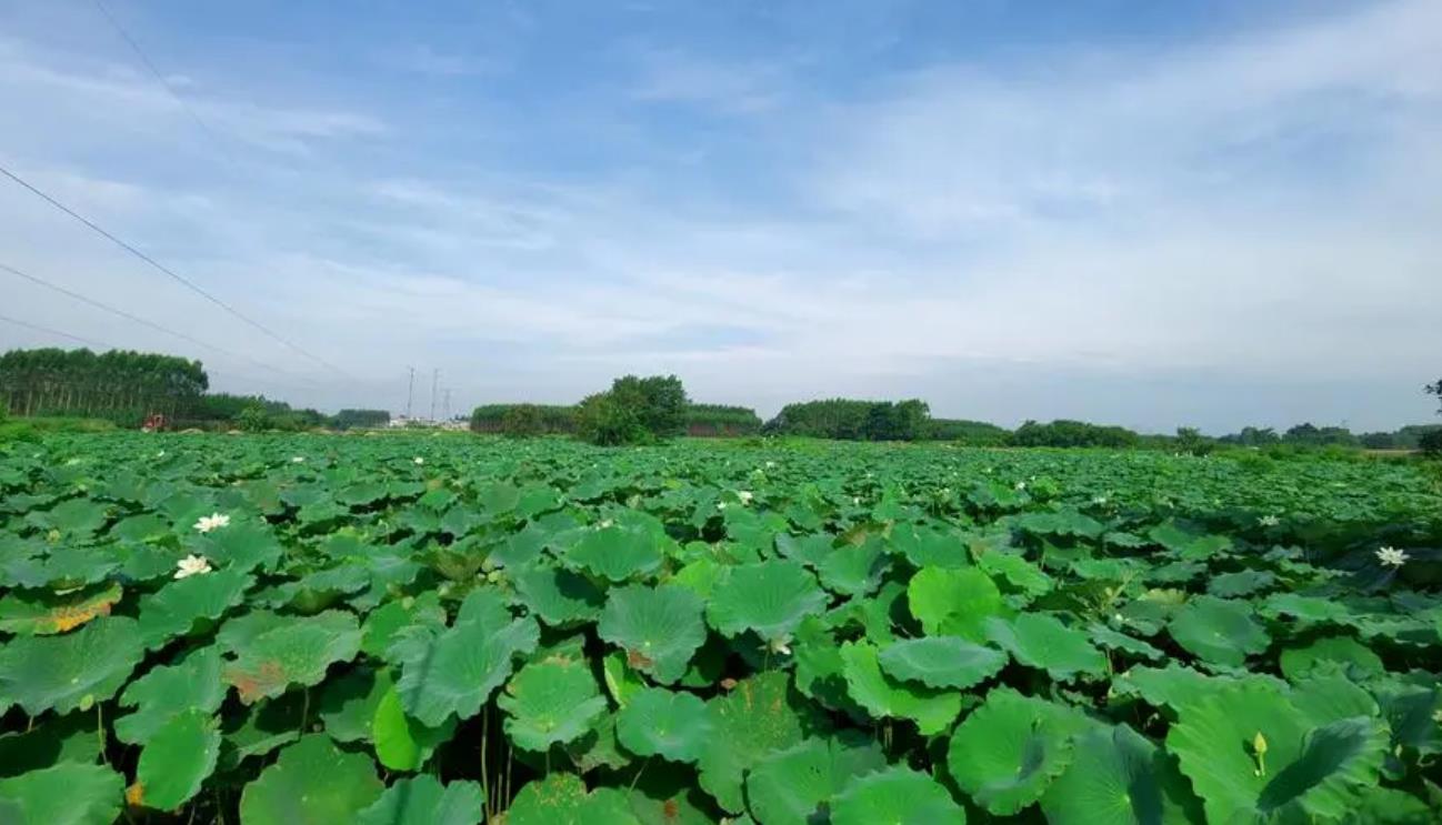 高效生態(tài)農(nóng)業(yè)實踐：藕池套養(yǎng)魚技術(shù)與效益分析