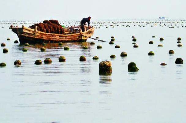 海灣扇貝養(yǎng)殖技術(shù)全解析-如何打造高品質(zhì)海鮮？