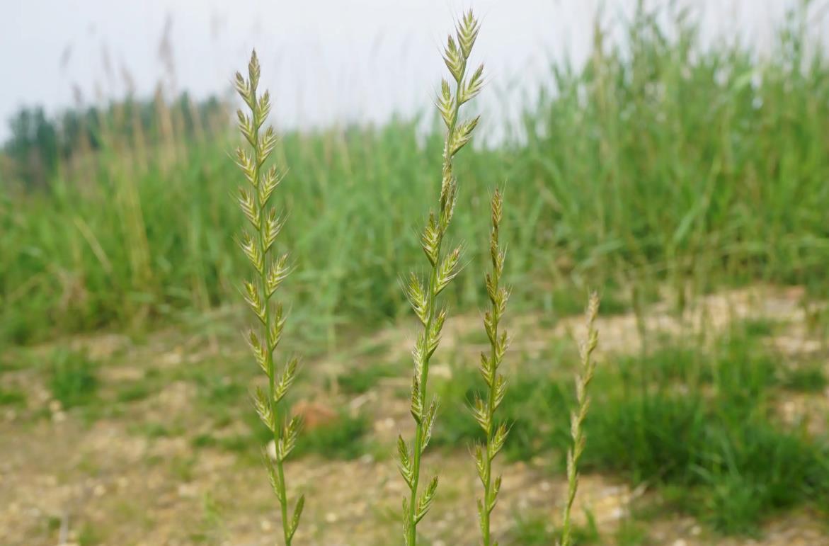 歐黑麥草是入侵植物嗎，有什么價值和危害？