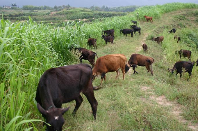 農村散養肉牛養殖秘籍-科學搭配飼料，精細日常管理