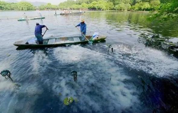 養魚池塘清塘消毒方法、要求與注意事項