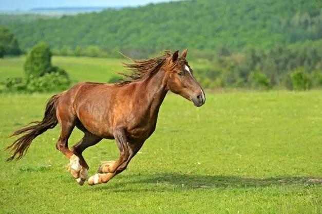 馬是什么動物，為什么能被馴化為坐騎？