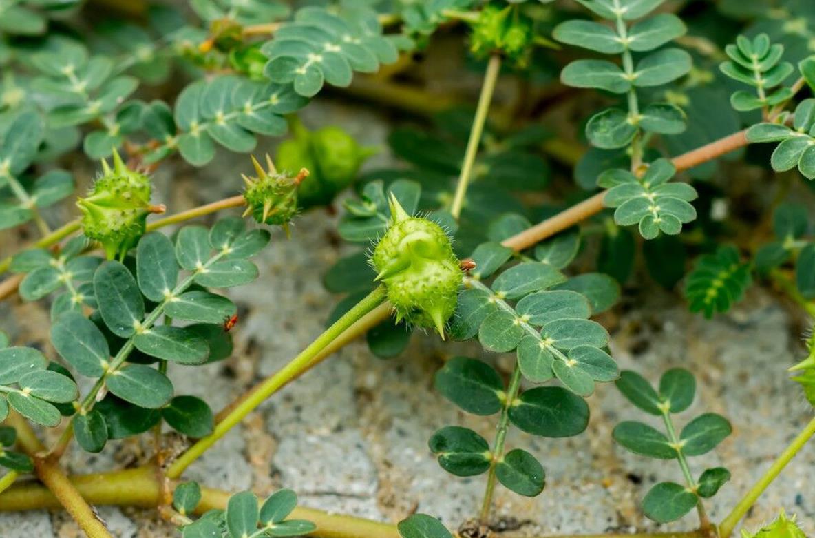 長刺蒺藜草-適應性強、分布廣的草原植物