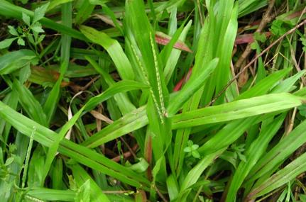 多年生草本植物地毯草的生長環境與外貌特征介紹