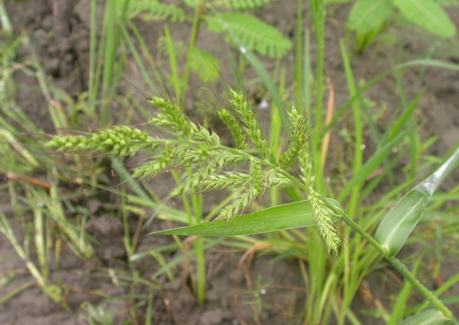 稗子的形態(tài)、生長環(huán)境與實用價值詳細盤點