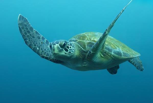 <b>探索自然界中的十大長壽動物，揭秘它們的驚人壽命</b>