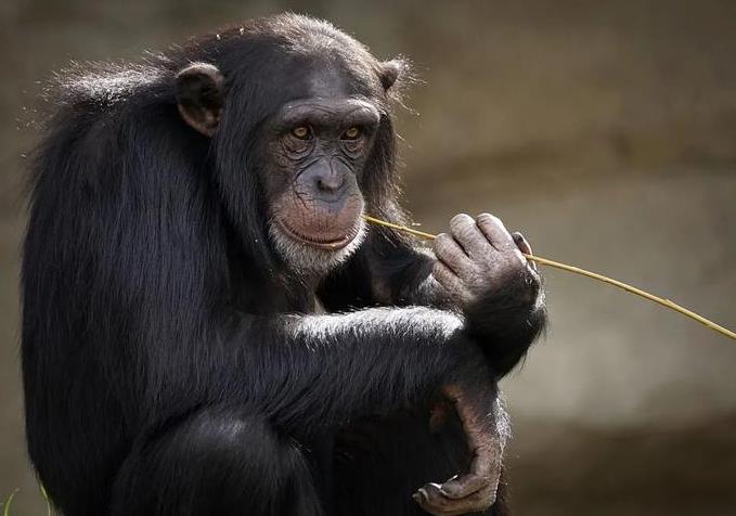 <b>智慧閃耀！最聰明的十種動物排行榜揭曉</b>