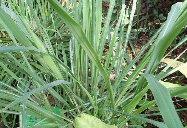 神奇植物亞香茅的野外生長地方與價(jià)值探秘