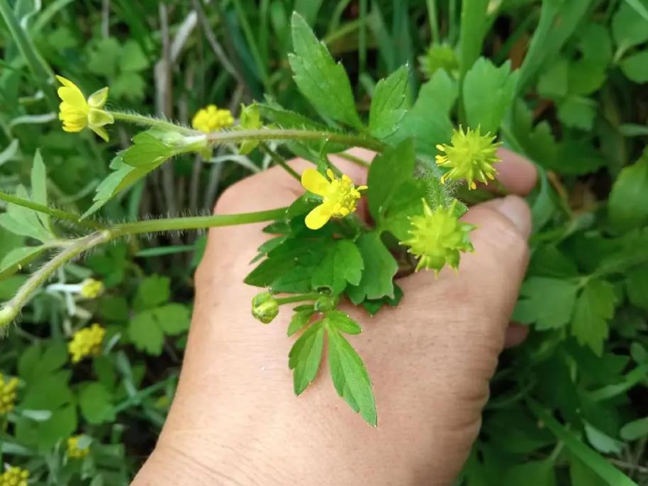 田野毛茛是入侵植物嗎，有什么危害和用途