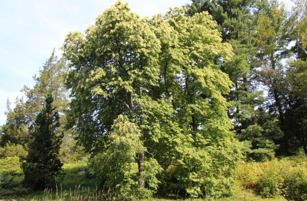 酸木植物解析：自然屬性、分布與價值應(yīng)用