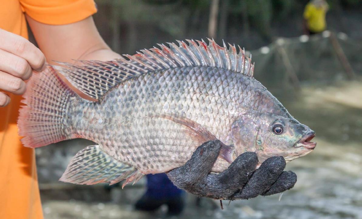 羅非魚網箱養殖實戰指南：密度調控與技術應用