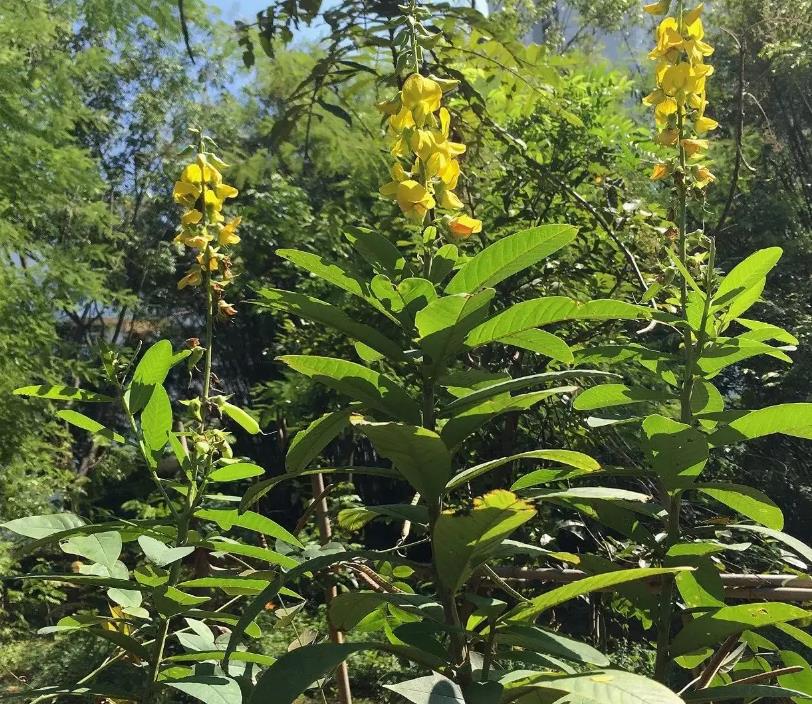 菽（shū）麻植物解析：生長(zhǎng)習(xí)性、用途與文化寓意