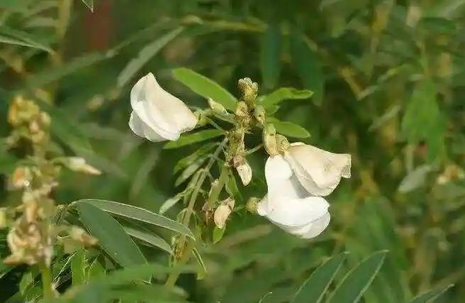 白灰毛豆-飼料新選擇，綠肥好幫手