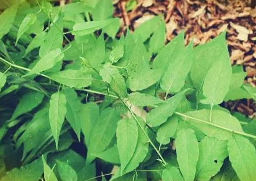 須藤草（雞矢藤/雞屎藤）：別名探秘與藥用價(jià)值解析