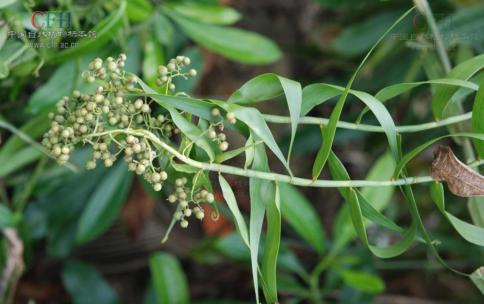 須藤草（雞矢藤/雞屎藤）：別名探秘與藥用價(jià)值解析