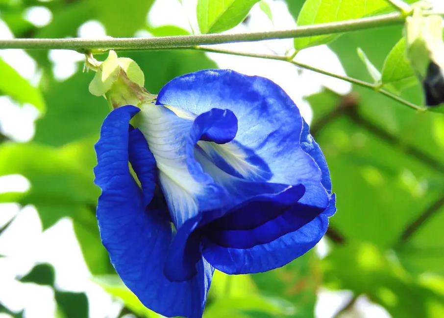 蝶豆花什么時候開花，庭院怎么種植？