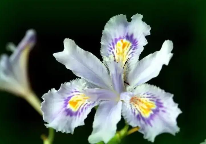 蝴蝶花長什么樣子，適合室內養殖嗎？