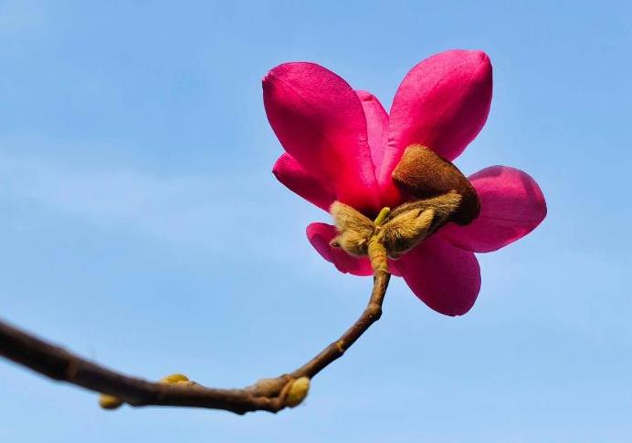 紅霞玉蘭花有什么特點，庭院怎么種植養護？