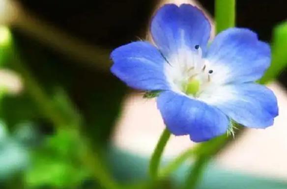 粉蝶花長什么樣子，生長養殖環境和條件要求是什么？