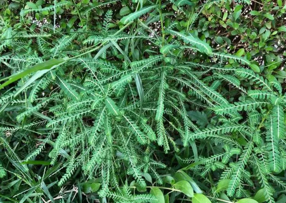 田菁是入侵植物嗎，有什么特點和用途？