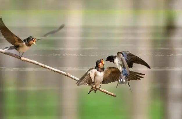 <b>燕子是什么動物，為什么喜歡在屋檐下筑巢？</b>