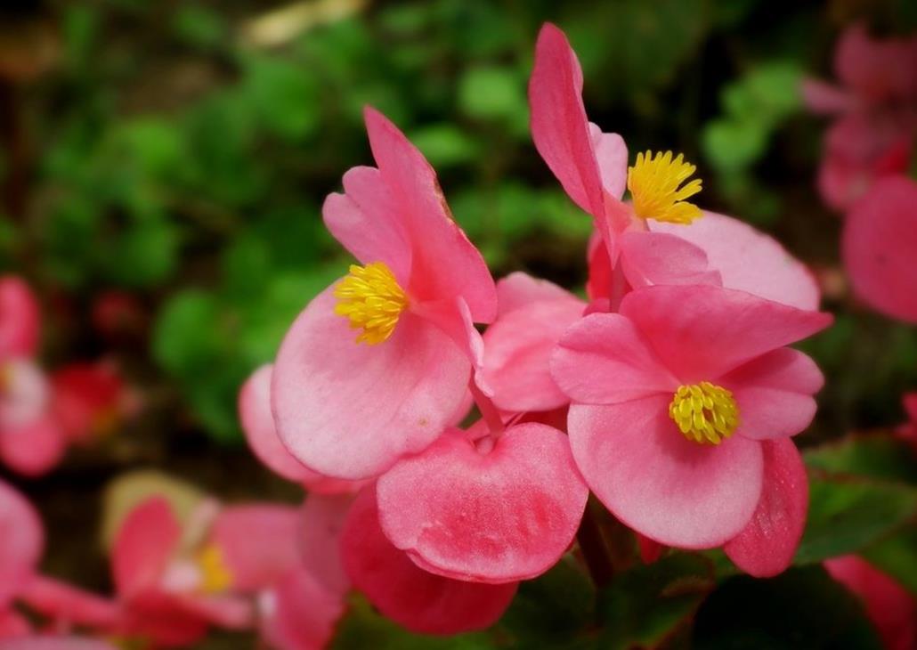 冬季室內(nèi)賞花：四季秋海棠的養(yǎng)護與開花指南