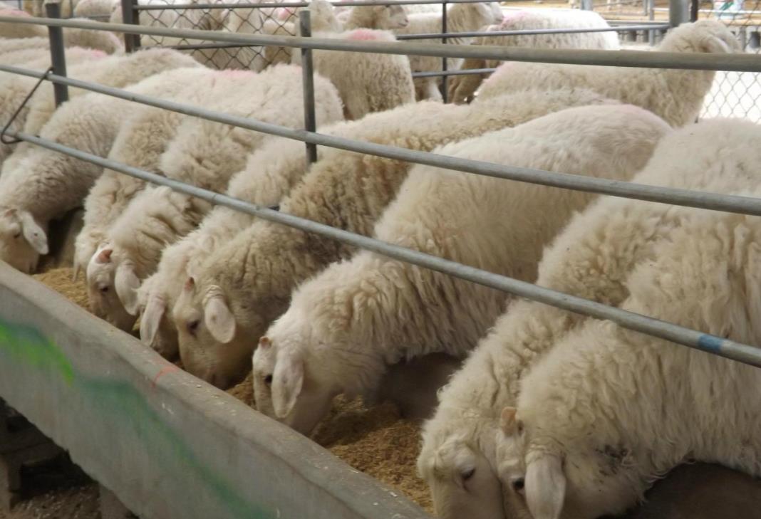 養殖必看：育肥羊精飼料科學配比與注意事項