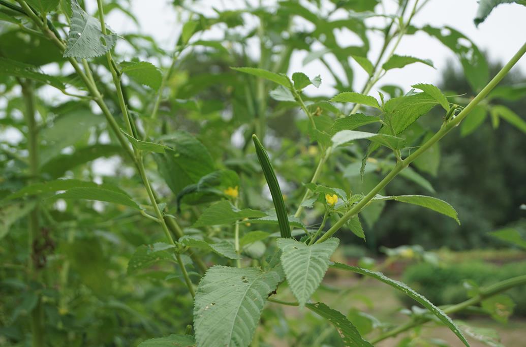 長蒴黃麻是入侵植物嗎，有什么危害和價(jià)值？