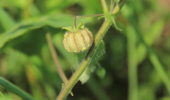 泡果苘是多年生草本植物，自然饋贈的健康守護神