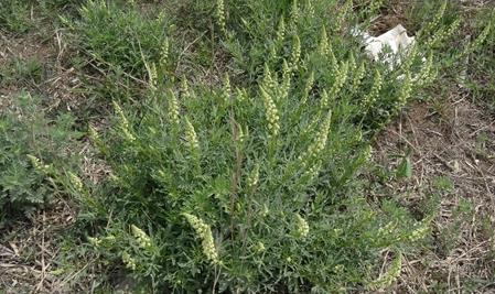 芳香四溢的草本植物-黃木犀草的生長環境揭秘