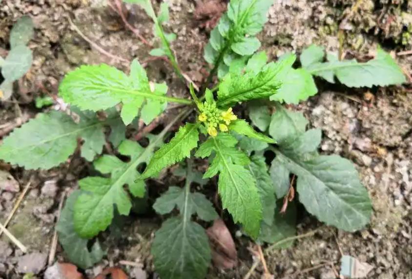 探秘山林珍饈-野油菜的生長環境與營養寶藏