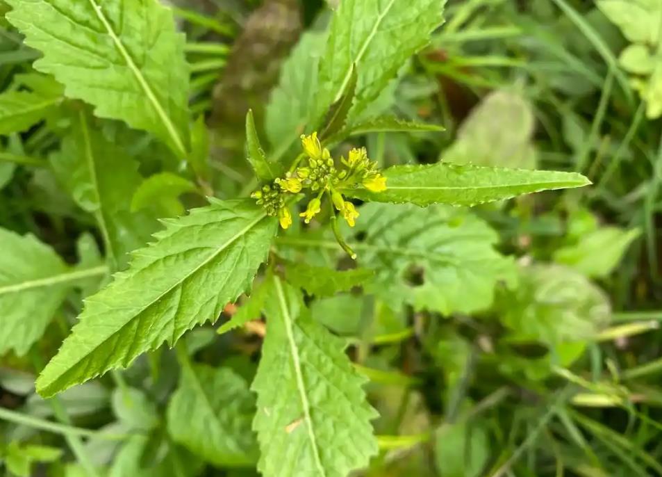 探秘山林珍饈-野油菜的生長環(huán)境與營養(yǎng)寶藏