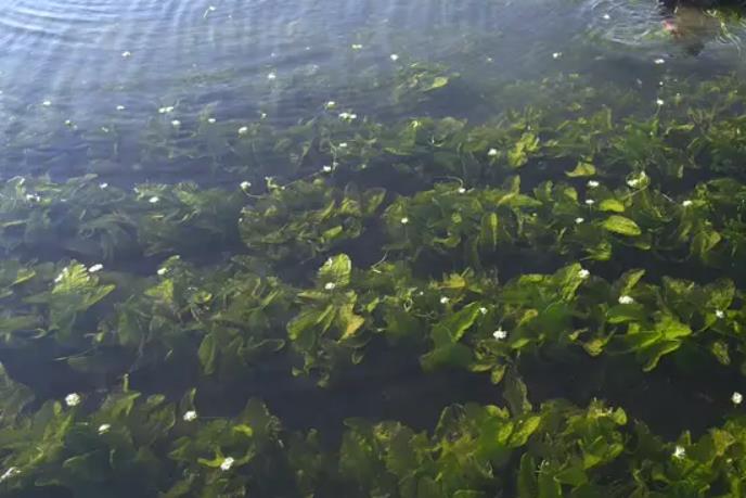 海菜是海洋中的綠色奇跡，食用與藥用價值介紹