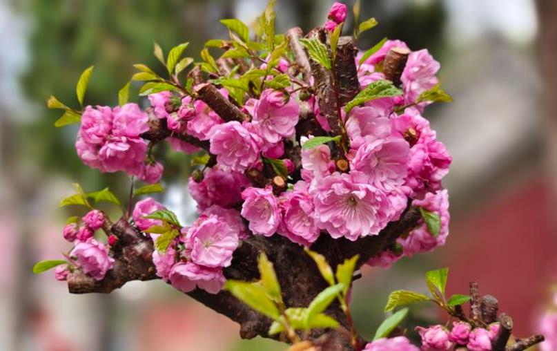 落葉花卉榆葉梅的冬季養護技巧，讓你的花園四季如春