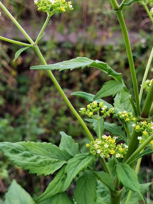 探尋敗醬草的別名、價值功效與食用方法