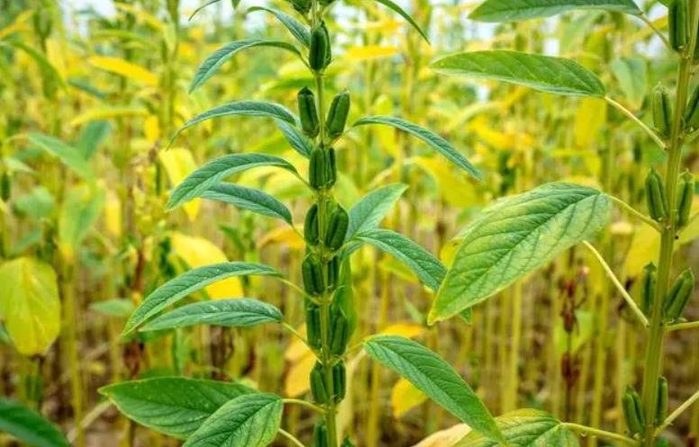 <b>掌握芝麻科學種植技術和田間管理要點提高產量</b>