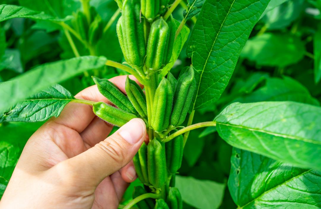 掌握芝麻科學(xué)種植技術(shù)和田間管理要點(diǎn)提高產(chǎn)量